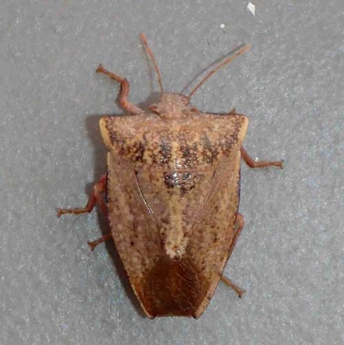 Vitruvius sp.